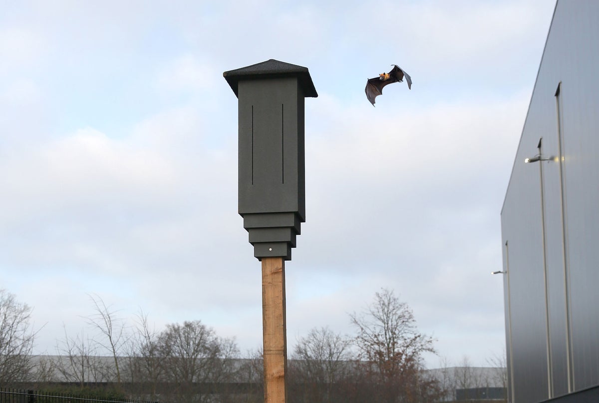 Vleermuiskast bij Holbox Vleermuiskast bij Holbox